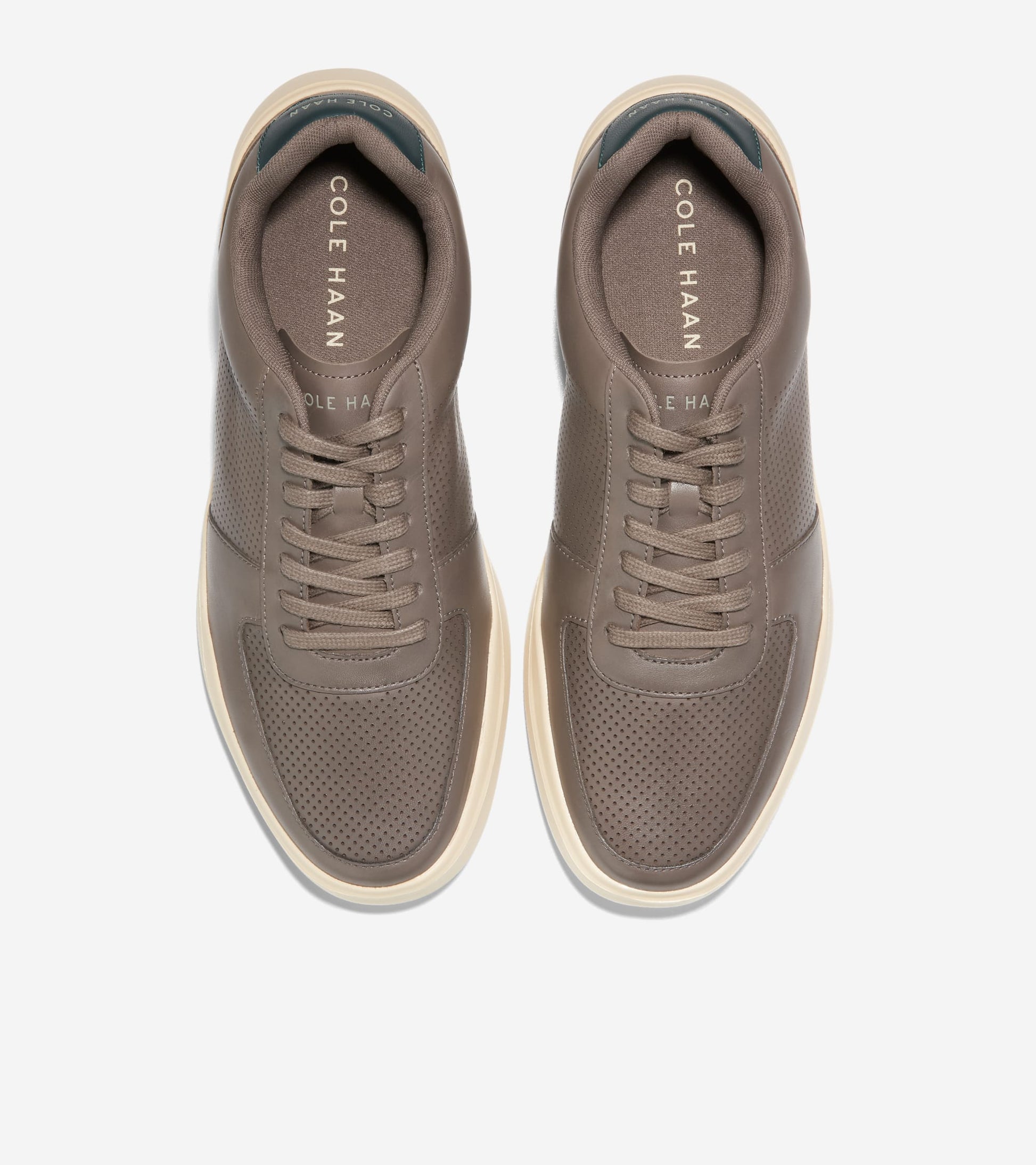 C37449:CH MOREL/CH OAT/SCARAB